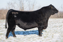 Angus Semen/Embryo Bundle: SB10-4694
