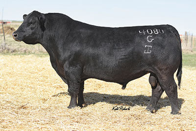 Angus Semen/Embryo Bundle: SB10-4694