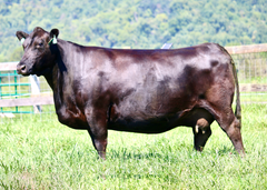 Lot 28: Ginger Helen 569