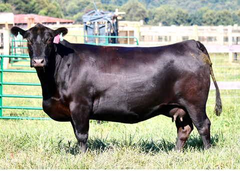 Lot 27: Ginger Hill Helen 808