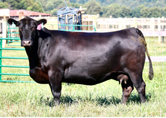 Lot 27: Ginger Hill Helen 808