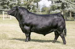 Lot 22: SAV Blackcap May 0624