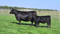 Lot 1: Hawk Elaine 5339 - 3 Sexed (F)