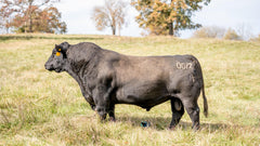 Lot 1: Hawk Elaine 5339 - 3 Sexed (F)