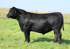 Lot 20: SAV Madame Pride 5810