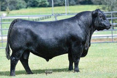 Lot 27: Pine Coulee Lucy Y5 - (3 Embryos)