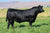 Lot 14: Mohnen Coquette 1126 - 2 Embryos