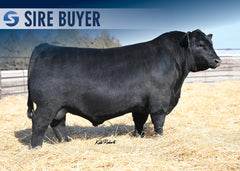 Lot 10: WMS Blackcap May 5136- 3 Embryos