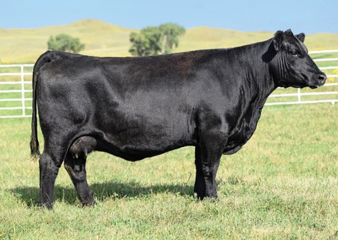 Lot 22: KR Blackcap 7383
