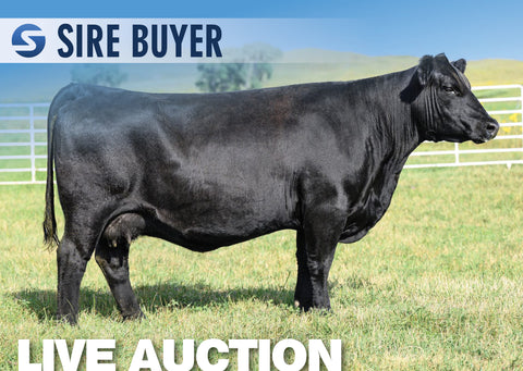 Lot 22: KR Blackcap 7383 - (3 Embryos)