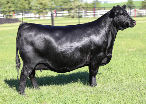Lot 27: KT Countess 3342