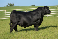 Lot 5: SAV Madame Pride 5810