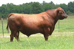 Lot 10:  Blockana 02X