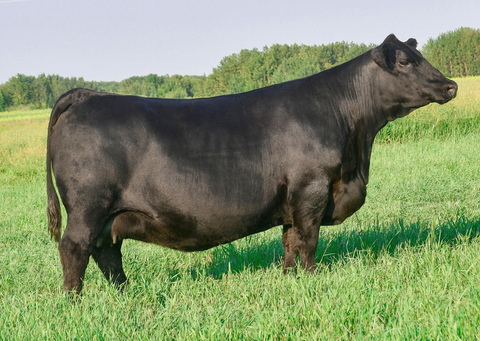Lot 28: LFE BA Jennifer 29J
