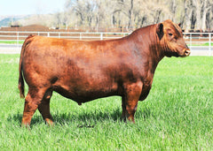 Lot 4:  Brown Abigrace Y7813