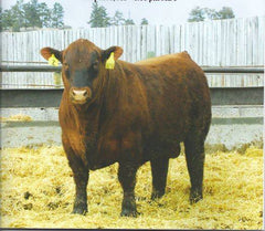 Lot 1:  Brown Ms Conquest Z7869