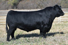Lot 14: J Joanie 1124 - 3 Embryos
