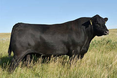 Lot 20: Baldridge Pratissa E159 - 3 Embryos