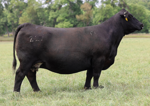 Lot 13: Lassie Lou K366