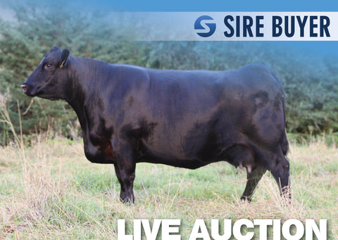 Lot 13: Linz Lady 116 8213 - 3 Embryos