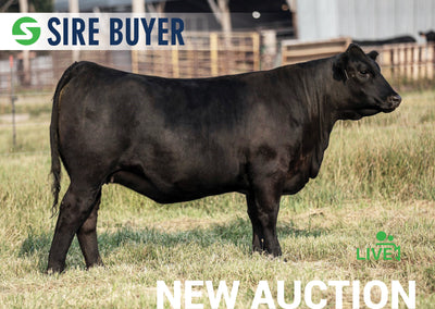 Lot 10:  SAC Emblynette 2242