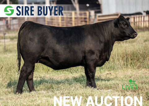 Lot 10:  SAC Emblynette 2242