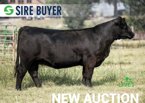 Lot 12:  SAC Elba 2232