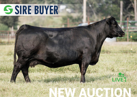 Lot 15:  SAC Emblynette 8241