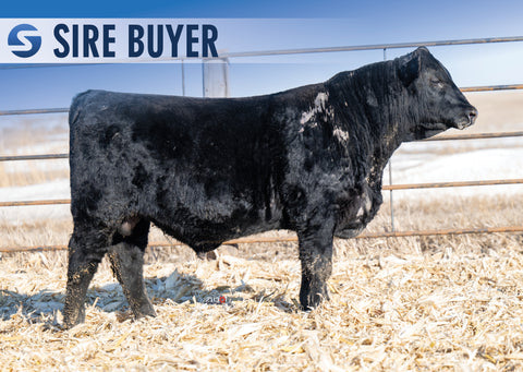 Lot 20: Stock GOAT 3030