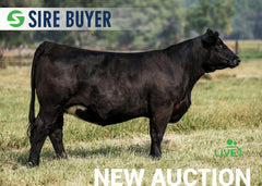 Lot 22:  SAC Donna 2733K