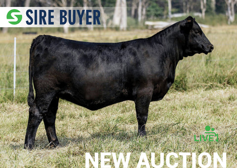 Lot 4:  SAC Emblynette 3301