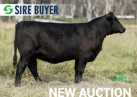 Lot 8:  SAC Blackcap May 3671