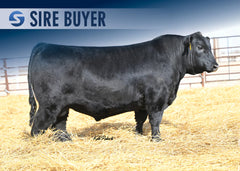 Lot 10: WMS Blackcap May 5136- 3 Embryos