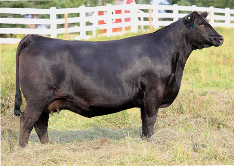 Lot 24: MTC Abigale 7178
