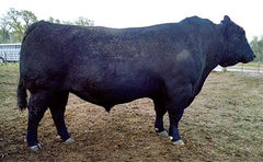 Lot 19: SAV Blackcap May 2321 - (3 Embryos)