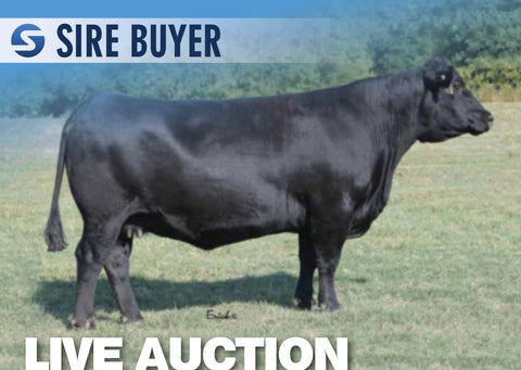 Lot 15: McKellar Brazen Pearl 3335 - 2 Embryos