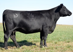 Lot 14: J Joanie 1124 - 3 Embryos