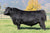 Lot 11: Hawk Elaine 5339 - 2 Sexed (F)