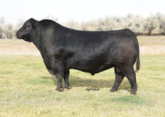 Lot 13: V Bar Miss Maid 776F