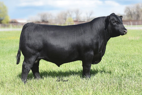 Musgrave 316 Stunner – 2 units