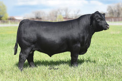 Musgrave 316 Stunner – 2 units