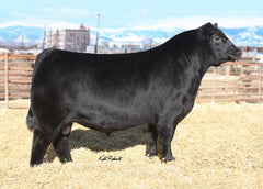 Lot 10: Pine Coulee Black Annie U7