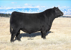 Lot 19: Young Dale Grace 169B