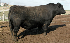 OCC Paxton 730P - 10 units