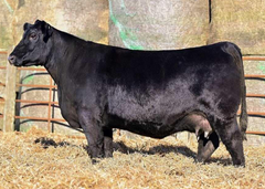 Lot 23: PHF Georgina 0043