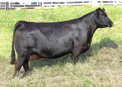Lot 3: PM Tibbie 216’15