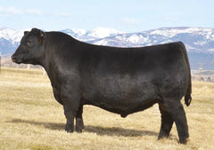 Lot 18: SAV Blackcap May 0592 - (Patriot)