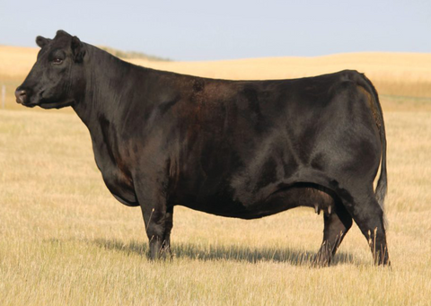 Lot 26: Peak Dot Jessica 426G