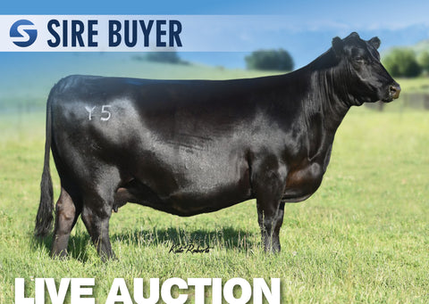 Lot 27: Pine Coulee Lucy Y5 - (3 Embryos)