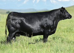 Lot 1: Pine Coulee Entense W66